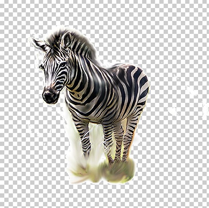 Zebra PNG, Clipart, Animal, Animals, Cartoon Zebra Crossing, Computer Icons, Download Free PNG Download