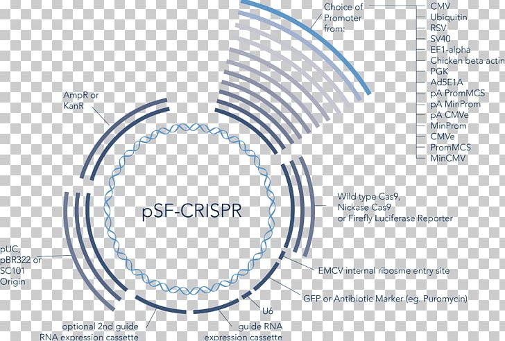 CRISPR Guide RNA Green Fluorescent Protein DNA PNG, Clipart, Area, Art, Brand, Cas9, Circle Free PNG Download