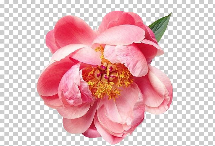 Flower Painting Floral Design PNG, Clipart, Accessories, Antiquity, Blume, Decorative, Han Free PNG Download