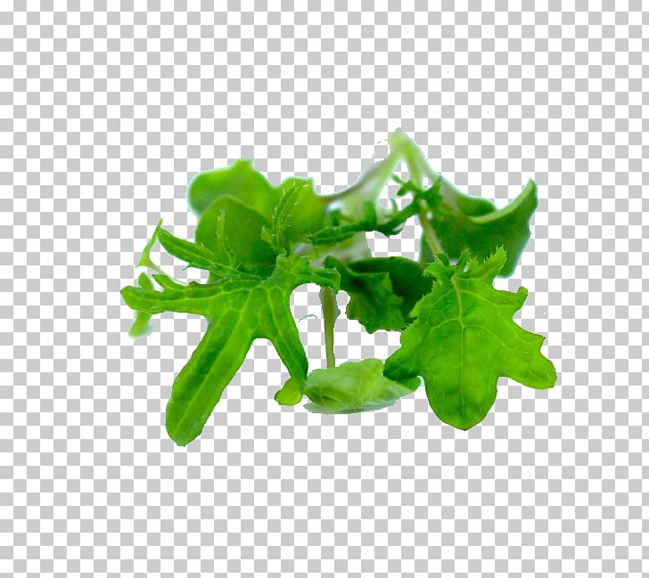 Leaf Vegetable Lettuce Herb PNG, Clipart, Efficiency, Flavor, Food, Food Drinks, Herb Free PNG Download