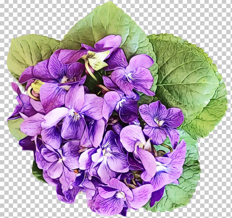 Lavender PNG, Clipart, Annual Plant, Biology, Cut Flowers, Flower, French Hydrangea Free PNG Download