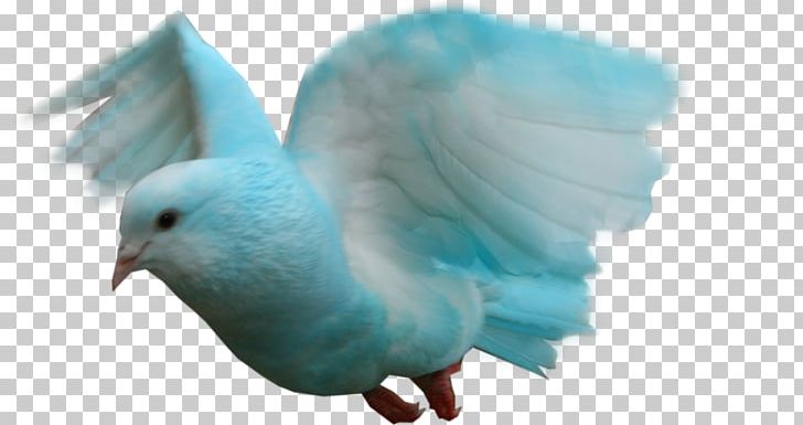 Columbidae Rock Dove PNG, Clipart, Animals, Animation, Beak, Bird, Blue Free PNG Download