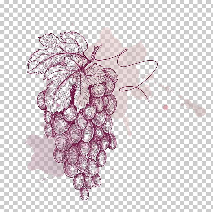 Grape Drawing Illustration PNG, Clipart, Encapsulated Postscript, Flow, Flower, Food, Fruit Free PNG Download