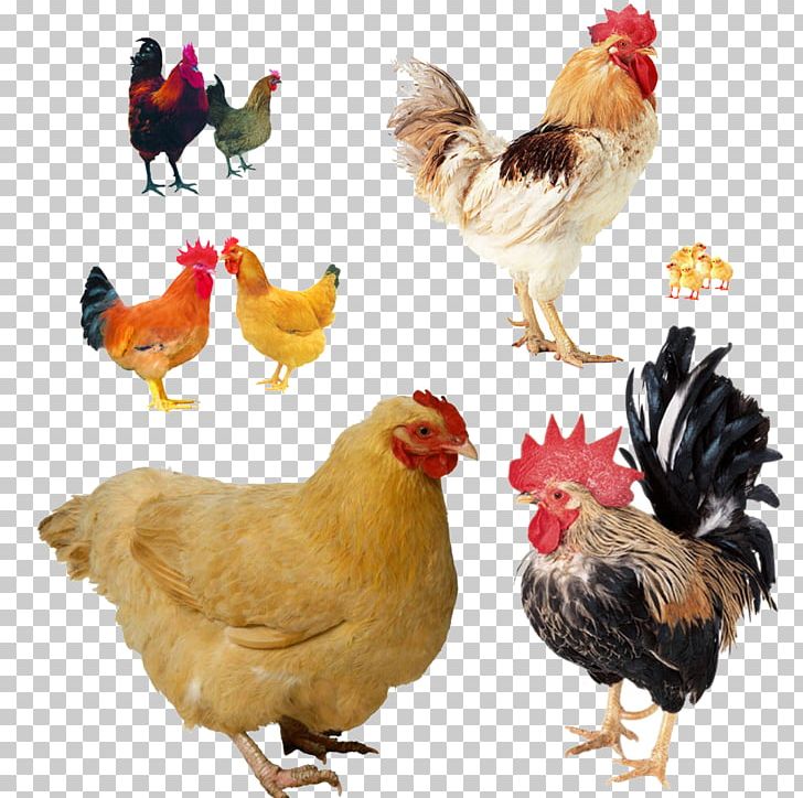 Chicken Take-out Rooster Poultry Farming PNG, Clipart, Agriculture, Animal Material, Animals, Anime Character, Anime Girl Free PNG Download
