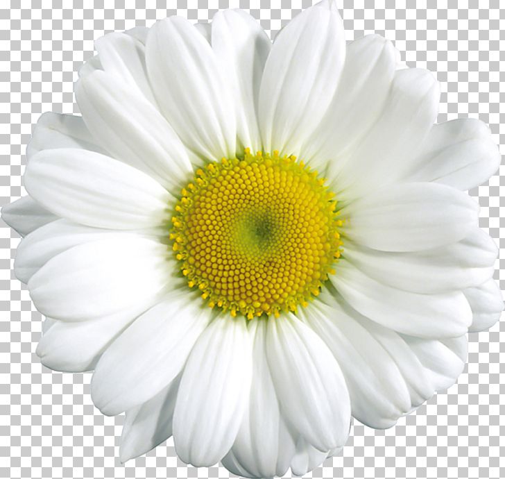 Common Daisy PNG, Clipart, Chamaemelum Nobile, Chamomile, Chrysanthemum, Chrysanths, Clipart Free PNG Download