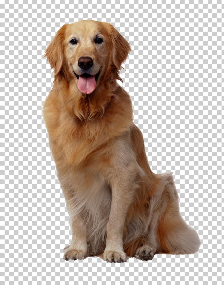 Golden Retriever Puppy Pomeranian Pet Sitting Nova Scotia Duck Tolling Retriever PNG, Clipart, Animal, Animals, Carnivoran, Companion Dog, Dog Free PNG Download