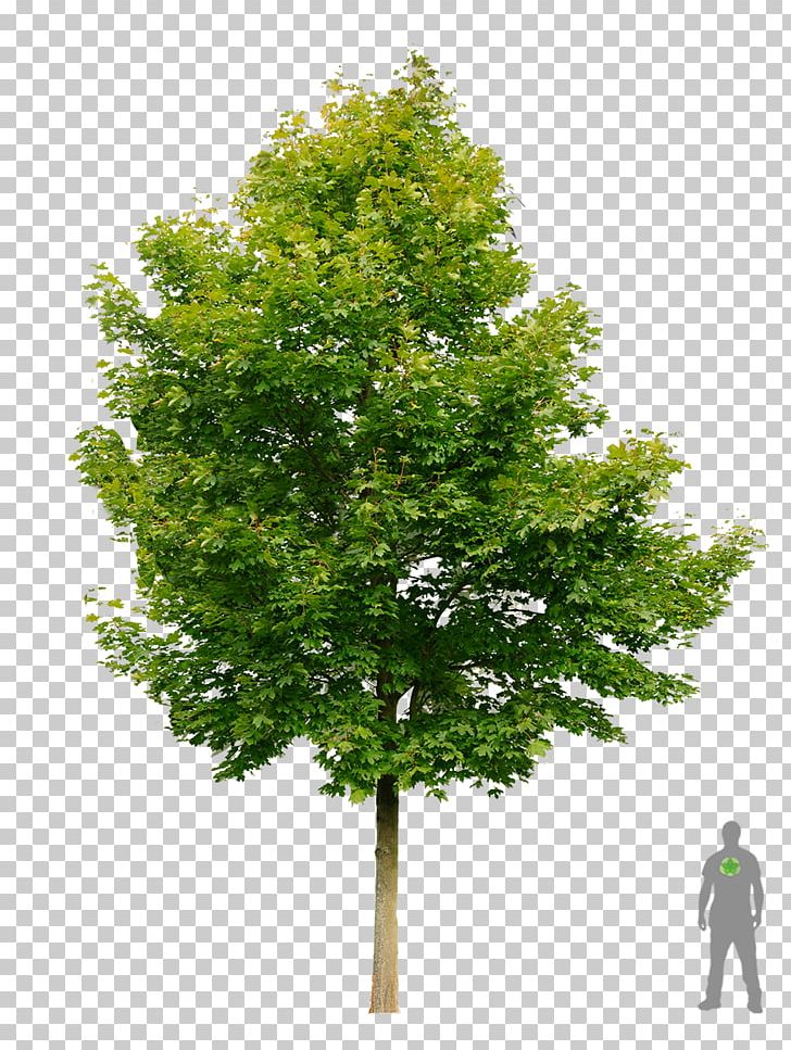 Norway Maple Embryophyta Tree Shrub PNG, Clipart, Arborvitae, Autumn Leaf Color, Branch, Embryophyta, Evergreen Free PNG Download