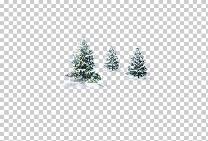Pine Spruce Fir Cedar PNG, Clipart, Cedar, Christmas, Christmas Decoration, Christmas Ornament, Christmas Tree Free PNG Download