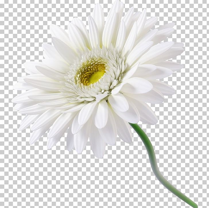 Chamomile Common Daisy Flower PNG, Clipart, Annual Plant, Aster, Chamomile, Chrysanths, Common Daisy Free PNG Download