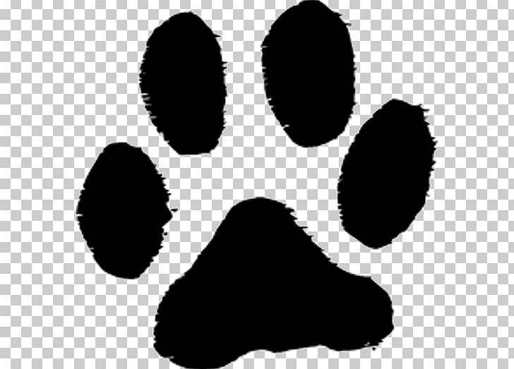 Labrador Retriever Cat Paw Puppy Tiger PNG, Clipart, Animals, Bear, Black, Black And White, Cat Free PNG Download