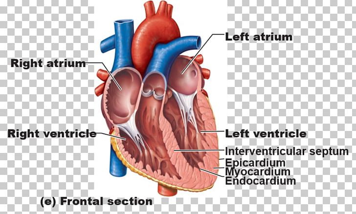 Anatomy Of The Heart Great Vessels Human Body PNG, Clipart, Abdomen, Anatomy Of The Heart, Blood Vessel, Cardiovascular Disease, Cava Free PNG Download