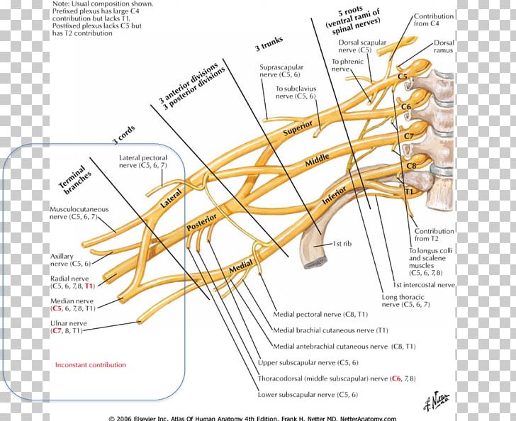 Atlas Der Anatomie Des Menschen Brachial Plexus Anatomy Brachialis Muscle PNG, Clipart, Anatomy, Angle, Area, Arm, Artery Free PNG Download