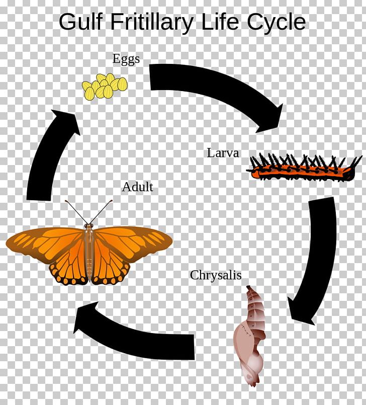 Butterfly Insect Silkworm Biological Life Cycle Gulf Fritillary PNG, Clipart, Animal, Butterflies And Moths, Butterfly, Centipedes, Cycle Free PNG Download