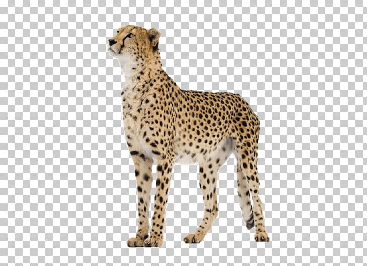 Cheetah Leopard Portable Network Graphics Transparency PNG, Clipart, Animal Figure, Animals, Big Cats, Carnivoran, Cat Free PNG Download