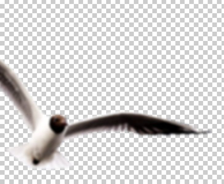 Close-up Beak PNG, Clipart, Art, Beak, Closeup, Wing Free PNG Download
