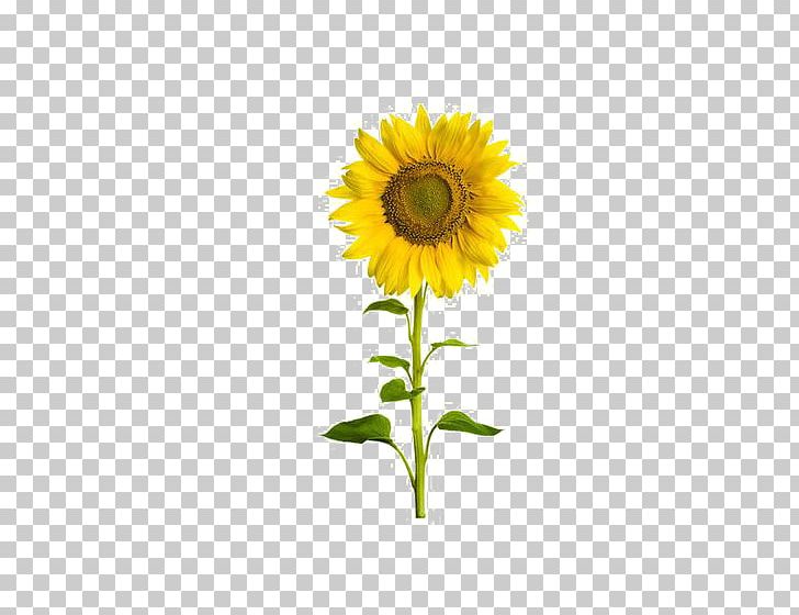 Common Sunflower Sunflower Seed Stock Photography PNG, Clipart, Cut Flowers, Daisy Family, Drawing, Flower, Flowers Free PNG Download