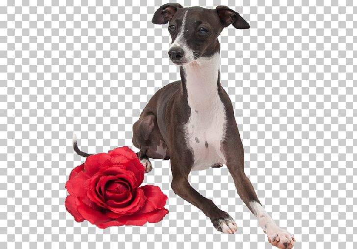 Italian Greyhound Spanish Greyhound Whippet Longdog PNG, Clipart, Animal Sports, Breed, Carnivoran, Como, Companion Dog Free PNG Download