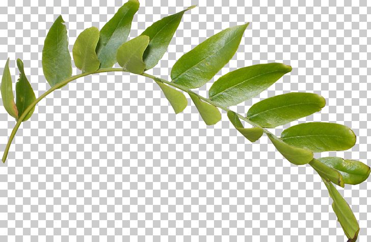 Leaf PNG, Clipart, Alpha Compositing, Bestoftheday, Branch, Clouds, Computer Wallpaper Free PNG Download