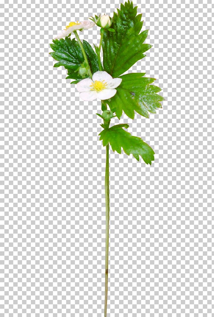 Strawberry Lossless Compression Data Compression PNG, Clipart, Branch, Cut Flowers, Data, Data Compression, Flora Free PNG Download