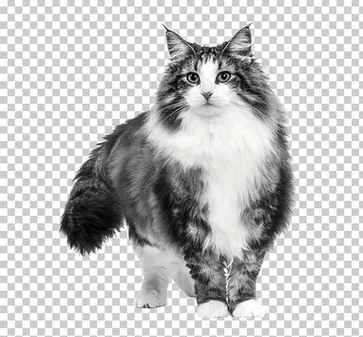 Felidae Dog Cat Food Siamese Cat Royal Canin PNG, Clipart, Animals, Black And White, Carnivoran, Cat, Cat Food Free PNG Download