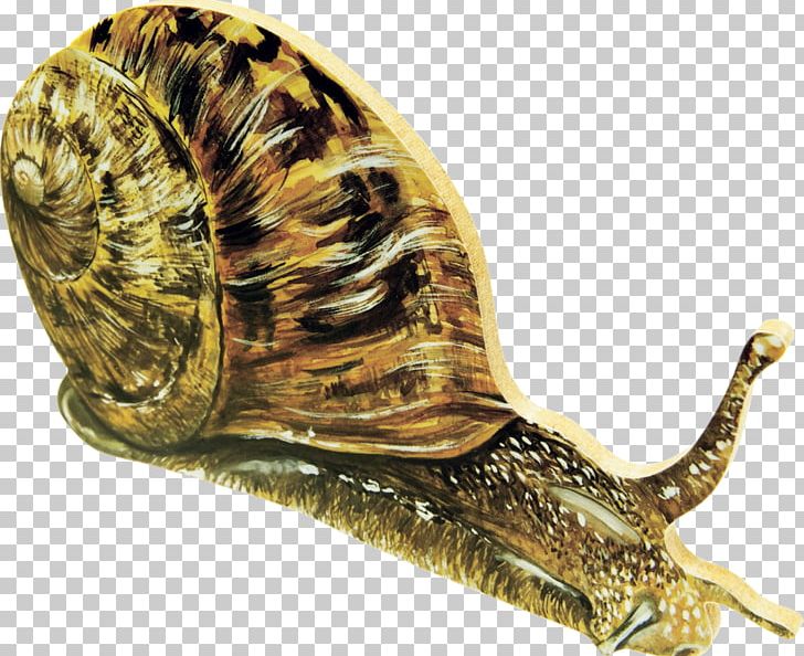 Giant African Snail Drawing Gastropods PNG, Clipart, Animal, Animals, Art, Digital Image, Drawing Free PNG Download