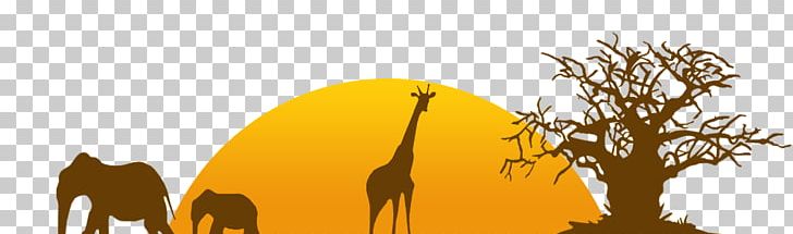 Giraffe Zoo Tycoon PNG, Clipart, Computer Software, Computer Wallpaper, Desktop Wallpaper, Giraffe, Giraffidae Free PNG Download