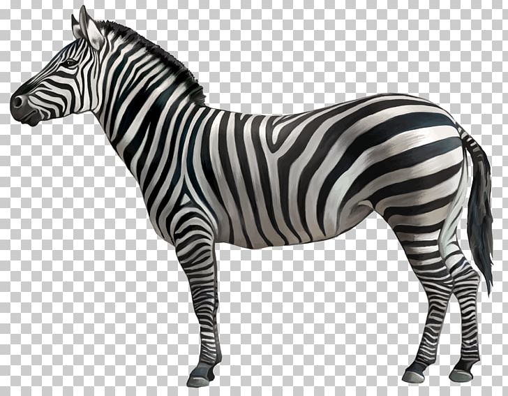 Horse Zebra PNG, Clipart, Animal Figure, Animals, Black And White, Computer Icons, Desktop Wallpaper Free PNG Download