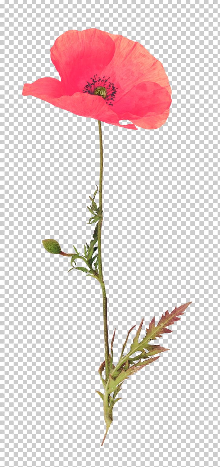 Poppy Red RGB Color Model Portable Network Graphics Adobe Photoshop PNG, Clipart, Color, Common Poppy, Computer Software, Coquelicot, Cut Flowers Free PNG Download