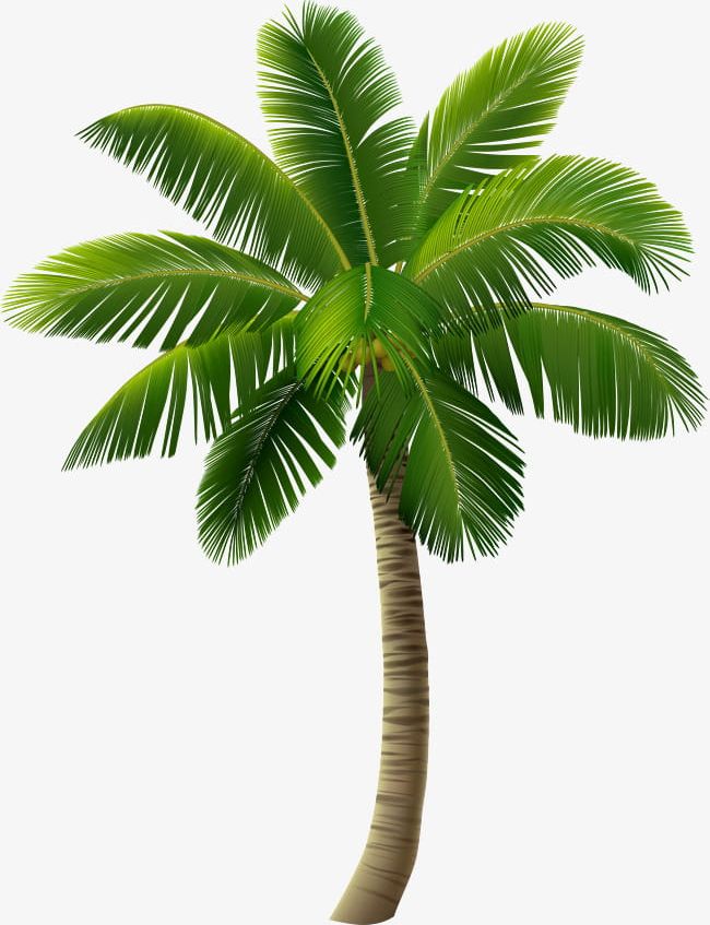 Green Island Coconut Trees PNG, Clipart, Coconut, Coconut Clipart, Coconut Clipart, Coconut Trees, Decorative Free PNG Download