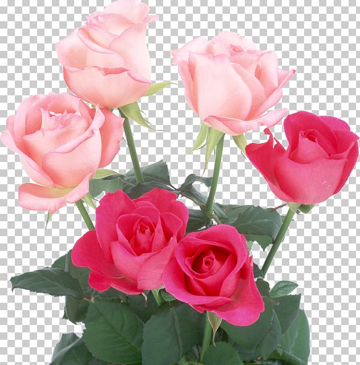 Light Rose Pink Flowers Color PNG, Clipart, Annual Plant, Artificial Flower, Blue, China Rose, Color Free PNG Download