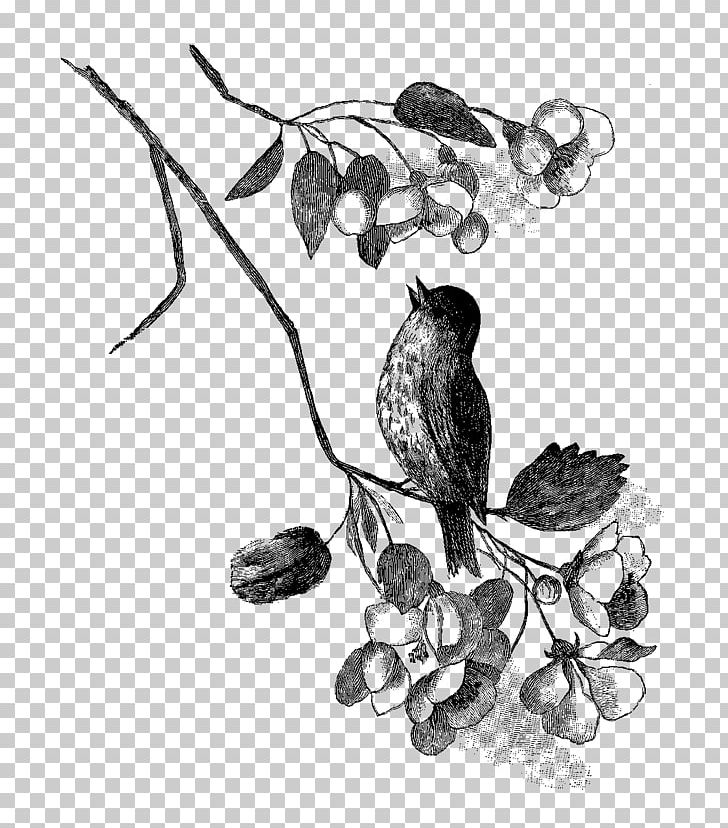 Owl Drawing Visual Arts Bird PNG, Clipart, Animals, Antique, Art, Artwork, Beak Free PNG Download
