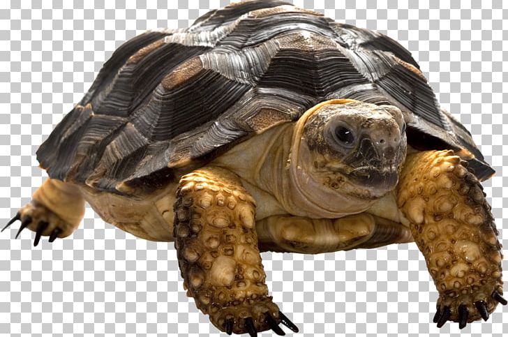 Turtle PNG, Clipart, Turtle Free PNG Download