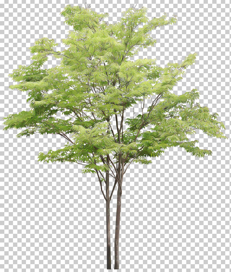 Plane PNG, Clipart, American Larch, Branch, Flower, Leaf, Plane Free PNG Download