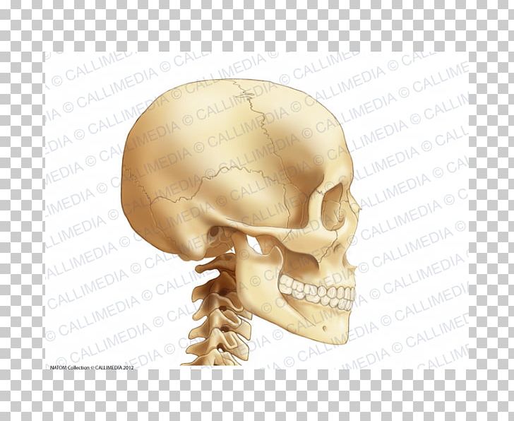 Anatomy Bone Head Neck Cervical Vertebrae PNG, Clipart, Anatomy, Bone, Cervical Vertebrae, Fantasy, Head Free PNG Download