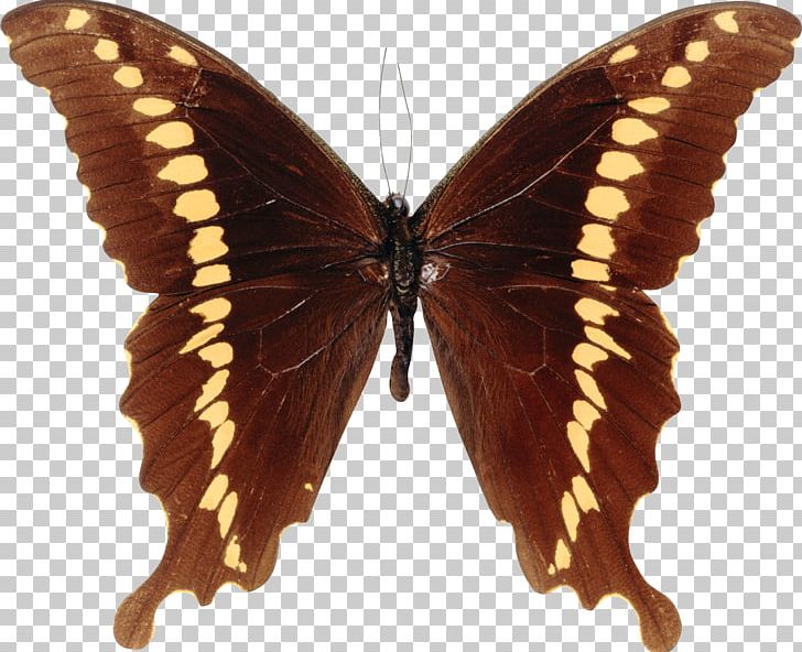 Butterfly Papilioninae Papilio Mackinnoni PNG, Clipart, Animal, Arthropod, Blue Butterfly, Brush Footed Butterfly, Butterflies Free PNG Download