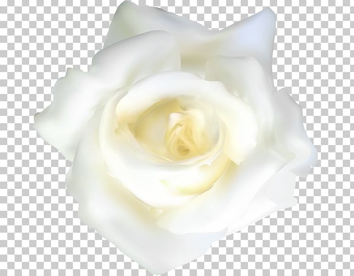 Rose PNG, Clipart, Cut Flowers, Download, Flower, Flowering Plant, Gardenia Free PNG Download