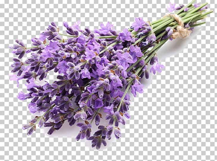 English Lavender Extract Lavender Oil Essential Oil PNG, Clipart, Calendula Officinalis, English Lavender, Essential Oil, Eucalyptus Oil, Extract Free PNG Download