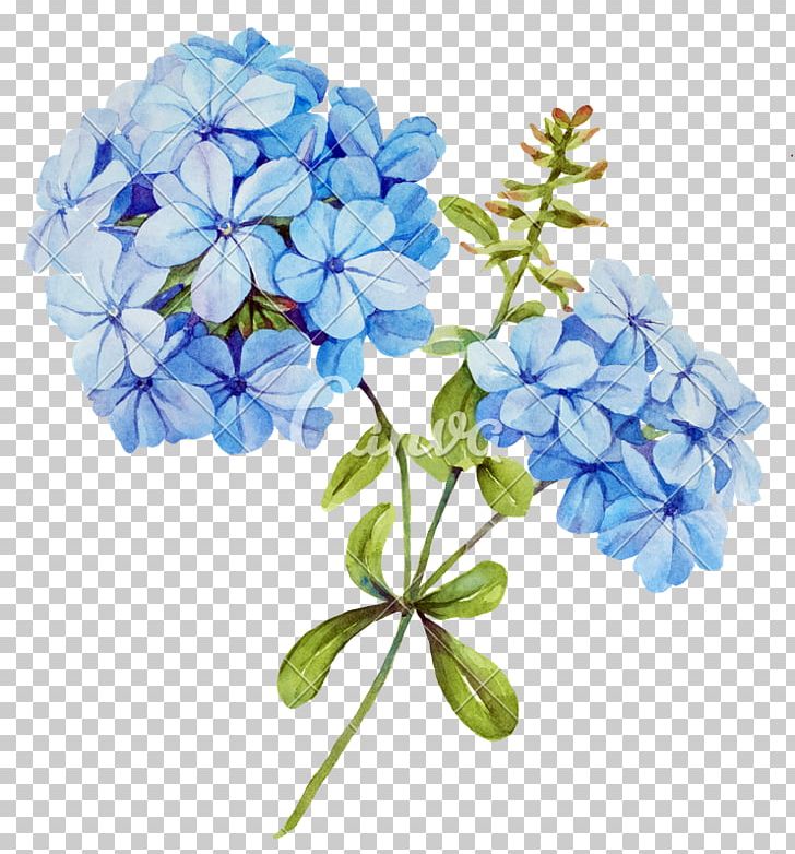 Flower Blue Jasmine Stock Photography PNG, Clipart, Blue, Blue Jasmine, Borage Family, Color, Cornales Free PNG Download