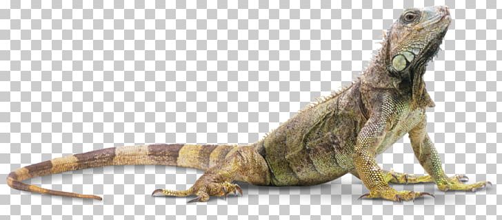 Reptile Lizard Amphibian Snake Turtle PNG, Clipart, Agamidae, Amphibian, Animal, Animal Figure, Animals Free PNG Download