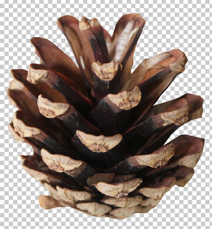 Tree PNG, Clipart, Beautiful, Beautiful Pine Cones, Blog, Brown, Brown Background Free PNG Download