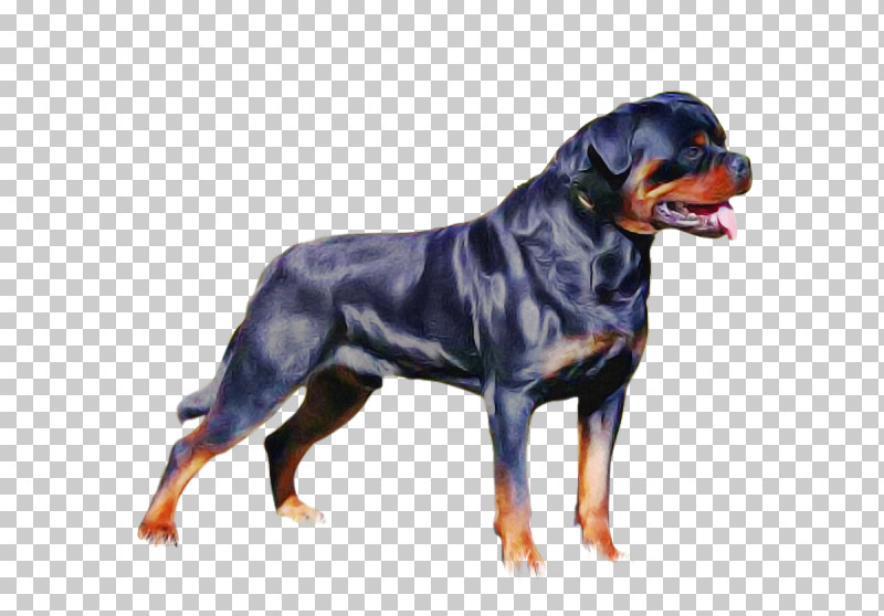 Dog Rottweiler Working Dog Molosser Giant Dog Breed PNG, Clipart, Dog, Giant Dog Breed, Molosser, Rottweiler, Working Dog Free PNG Download