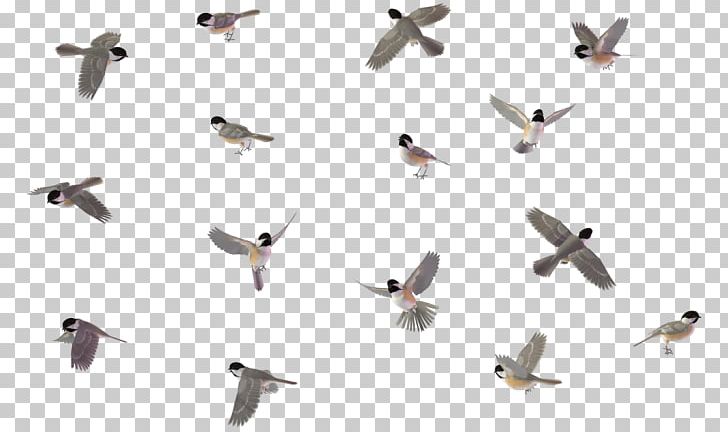 Bird Chickadee House Sparrow Drawing PNG, Clipart, 3d Computer Graphics, Animal, Animal Migration, Animals, Beak Free PNG Download