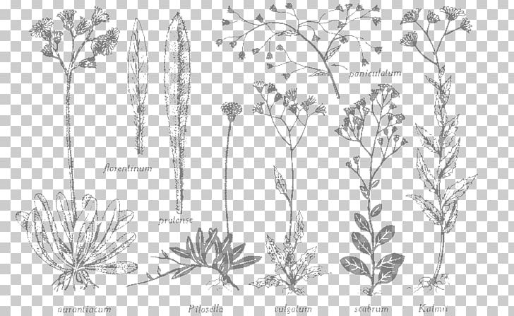 Flore Laurentienne Herbier Marie-Victorin Cercles Des Jeunes Naturalistes Flora Herbarium PNG, Clipart, 1920s, Artwork, Black And White, Branch, De La Salle Brothers Free PNG Download