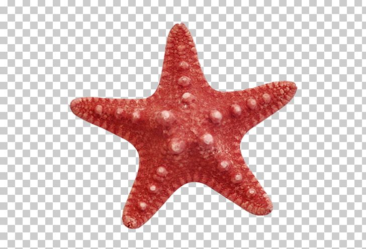 Starfish PNG, Clipart, Animals, Beautiful Starfish, Cartoon Starfish, Download, Echinoderm Free PNG Download