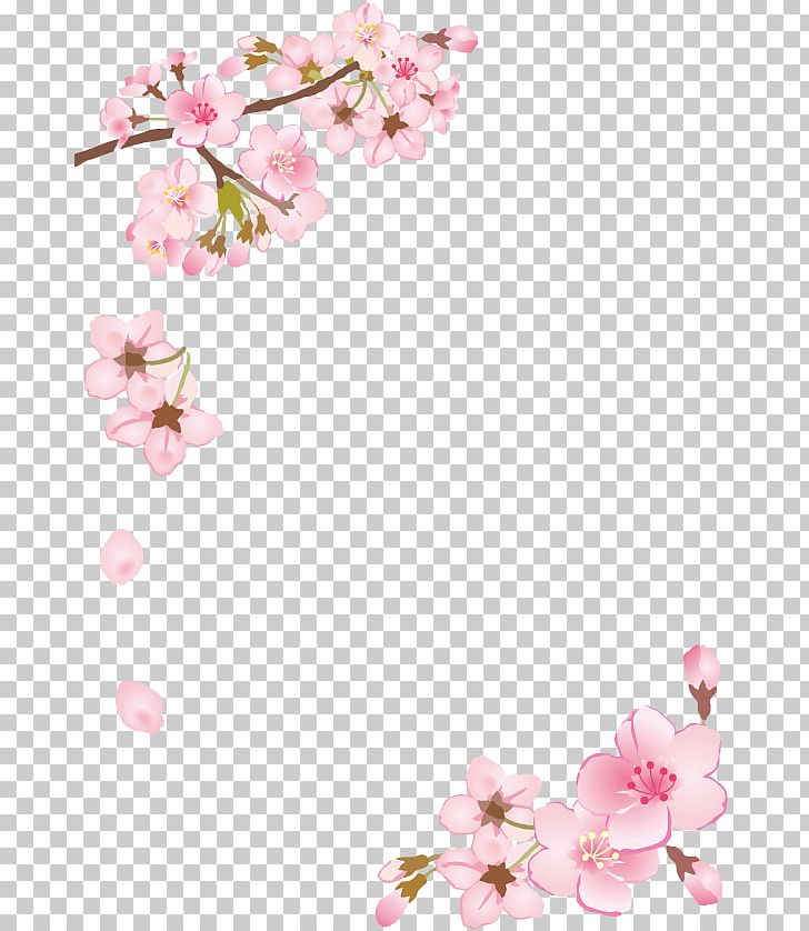 Cherry Blossom Fram PNG, Clipart, Blossom, Branch, Cherry Blossom, Code Geass, Floral Design Free PNG Download