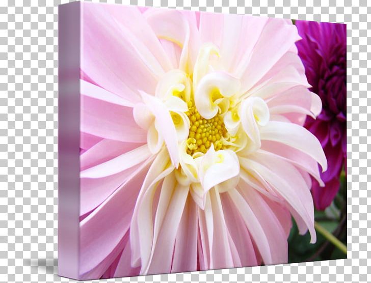 Cut Flowers Floristry Floral Design Daisy Family PNG, Clipart, Aster, Chrysanthemum, Chrysanths, Common Daisy, Cut Flowers Free PNG Download