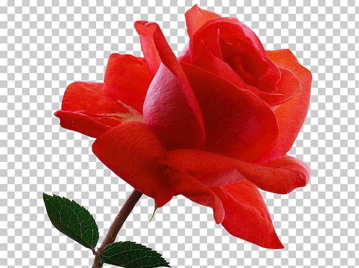 Flower Pink Red Silky Rose Desktop PNG, Clipart, Black Baccara, Bud, China Rose, Closeup, Cut Flowers Free PNG Download