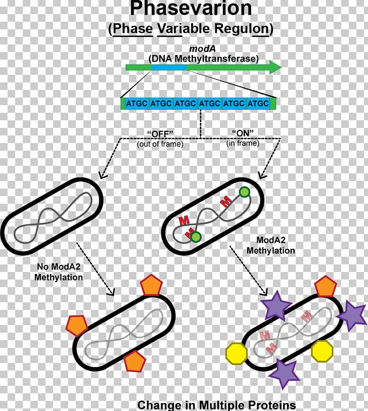 Haemophilus Influenzae Phasevarion Phase Variation Restriction Modification System Restriction Enzyme PNG, Clipart, Angle, Area, Bacteria, Diagram, Dna Free PNG Download