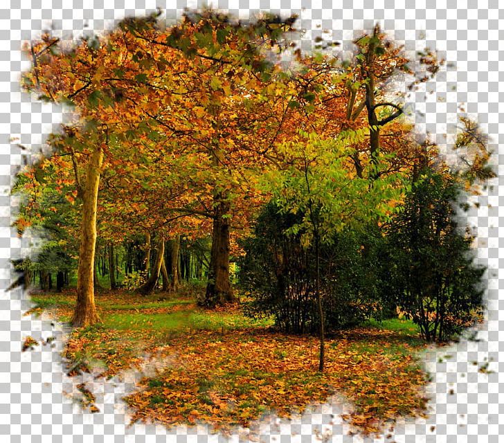 Autumn Tree Landscape PNG, Clipart, Autumn, Biome, Computer Software, Deciduous, Desktop Wallpaper Free PNG Download