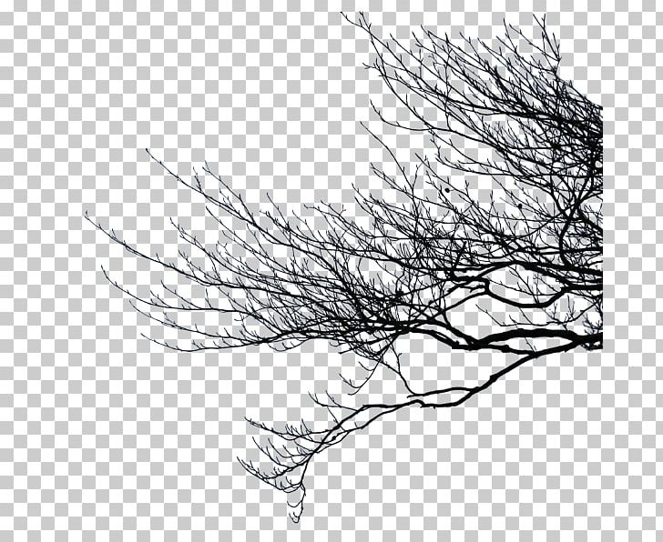 Branch PNG, Clipart, Black And White, Branch, Computer Icons, Deco, Download Free PNG Download
